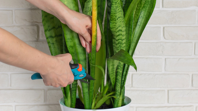 hands pruning yellow snake plant