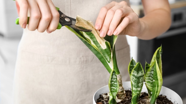 hands pruning dry white spot