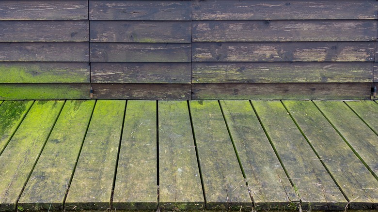 Algae growing on a deck 