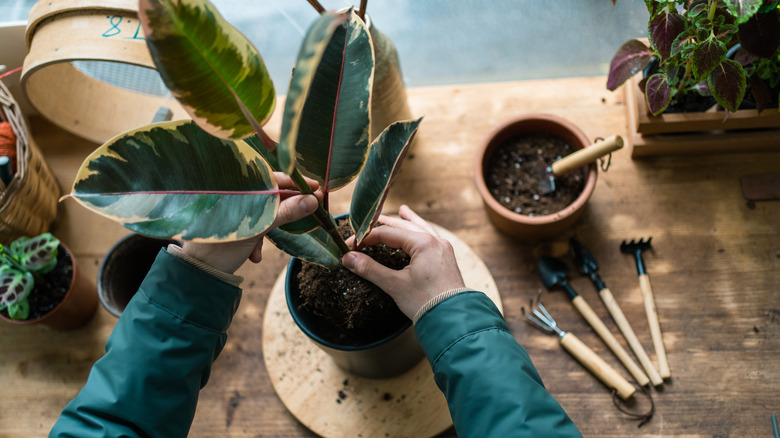 person caring for indoor plant