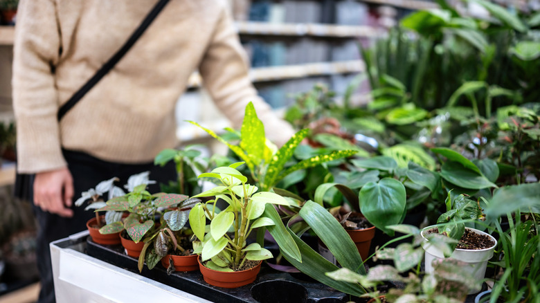 Person shopping for plants