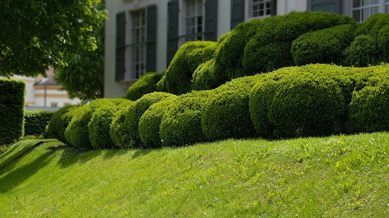 Hedges on a slope