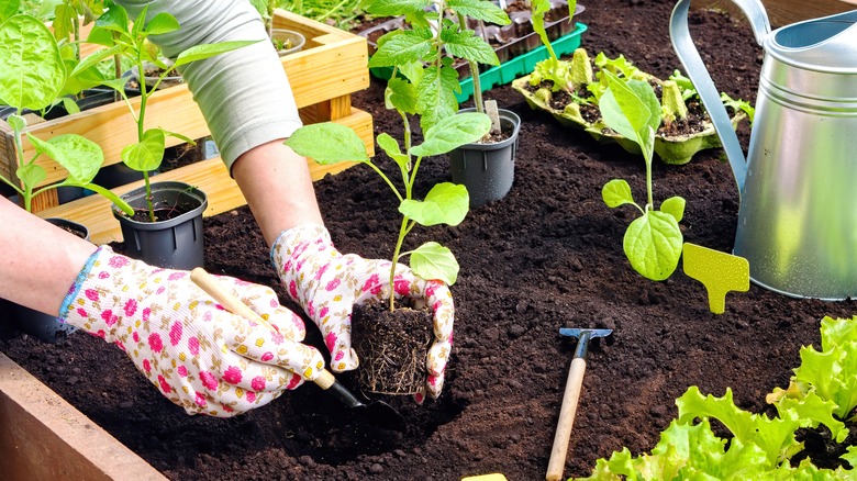 Woman planting in garden wearing gloves