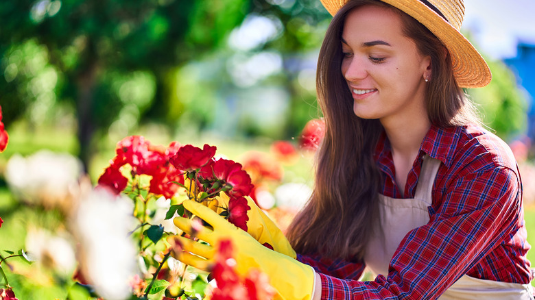 Woman gardening roses with gloves