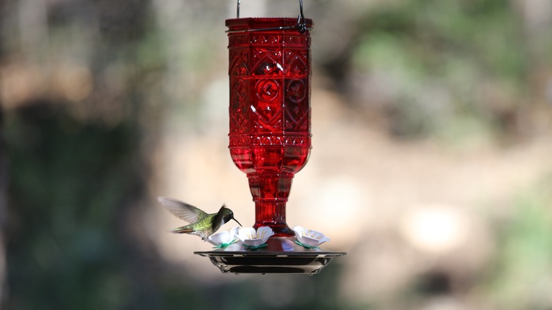 Hummingbird at feeder