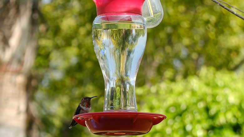 Hummingbird at feeder