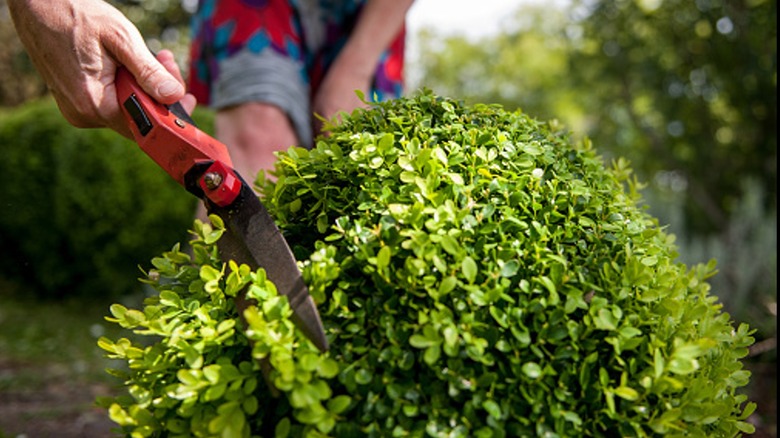 Person trimming shrub