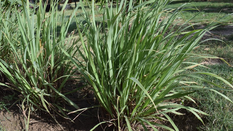 Lemongrass in garden