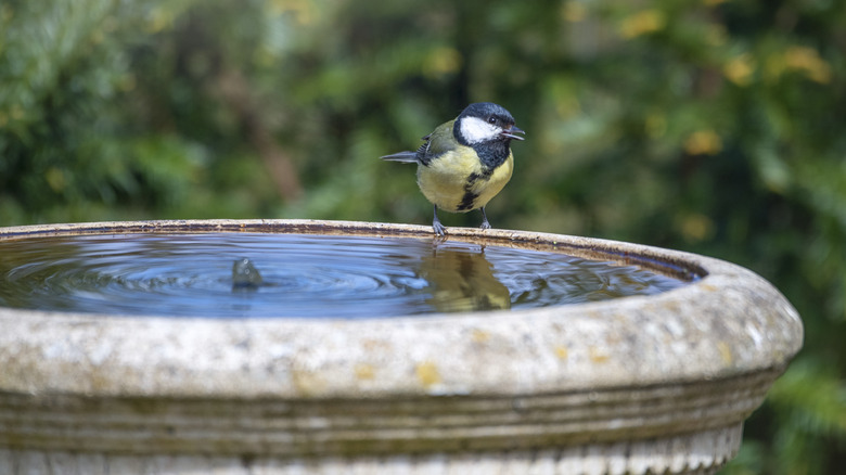 bird bath