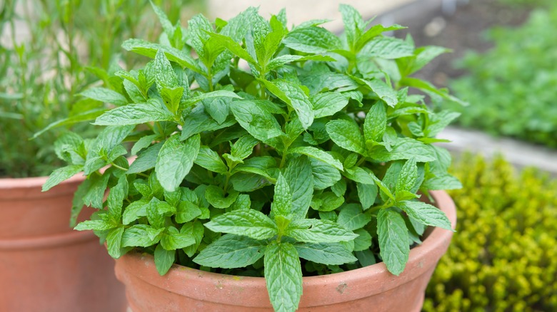 Mint plant in pot