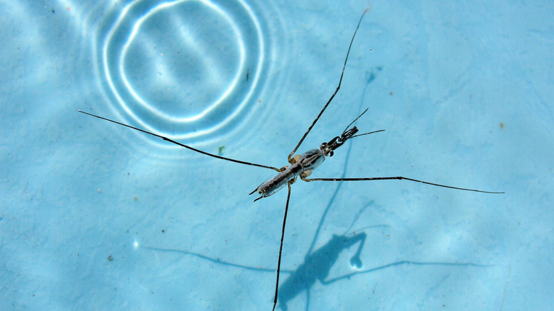 Water strider in pool