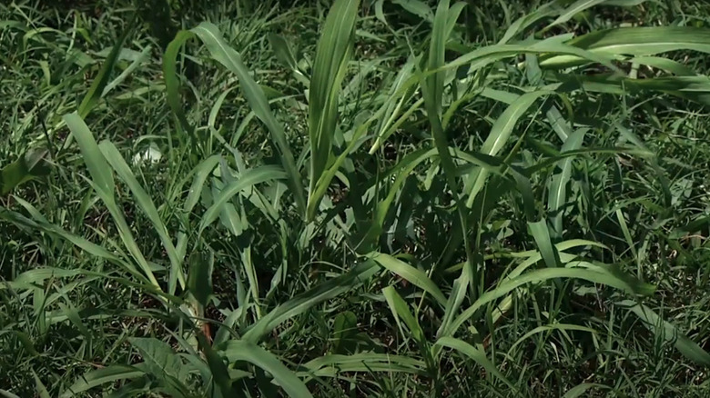 Johnsongrass in a field