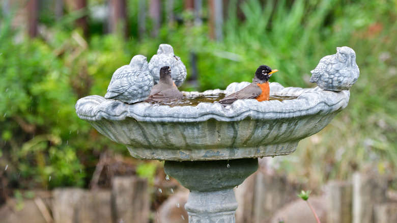 Robins in bird bath