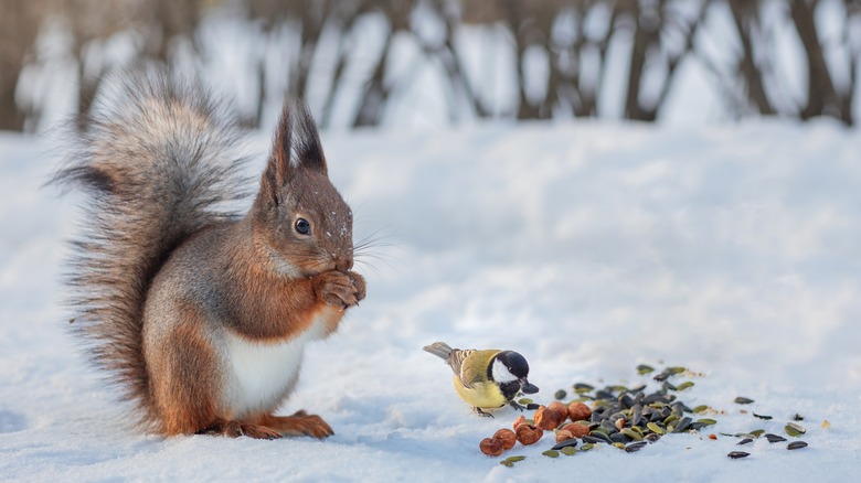 A bird and a squirrel eating nuts 