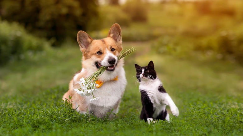 cat and dog in garden