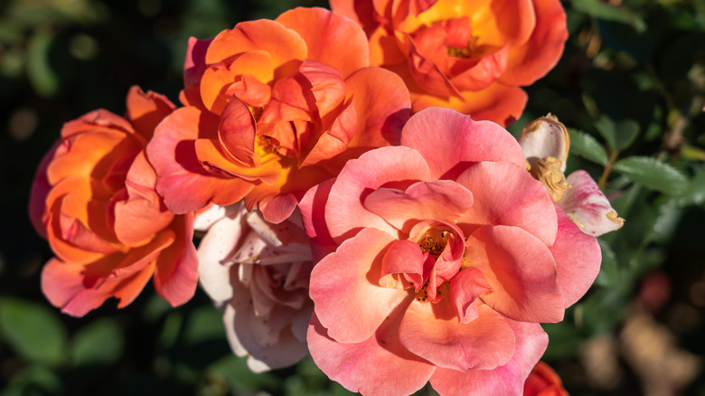 Orange Knock Out roses