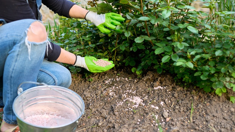 fertilizing rose bush