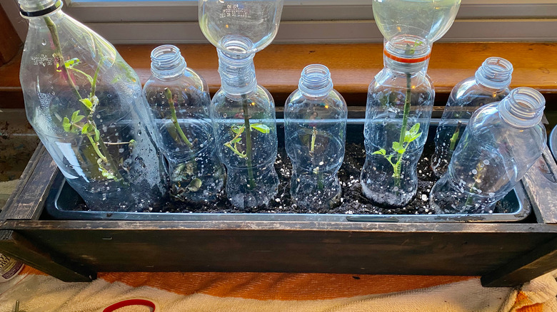 rose propagations