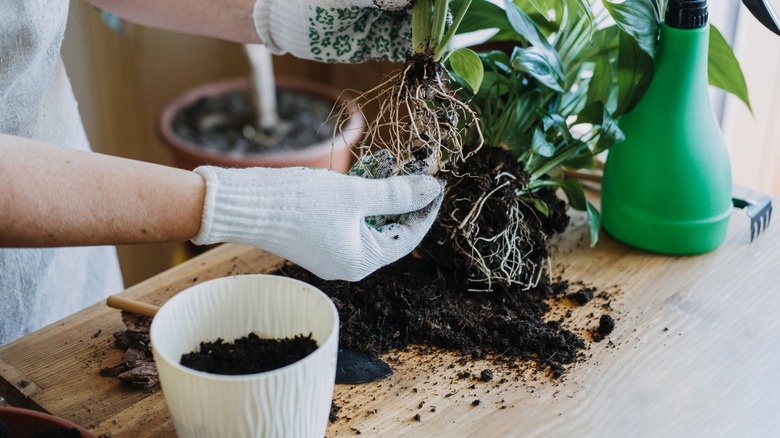 woman repotting plant