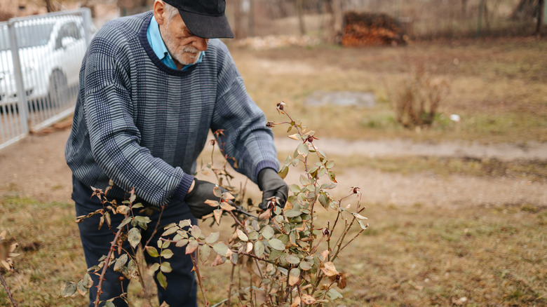 man pruning heirloom roses