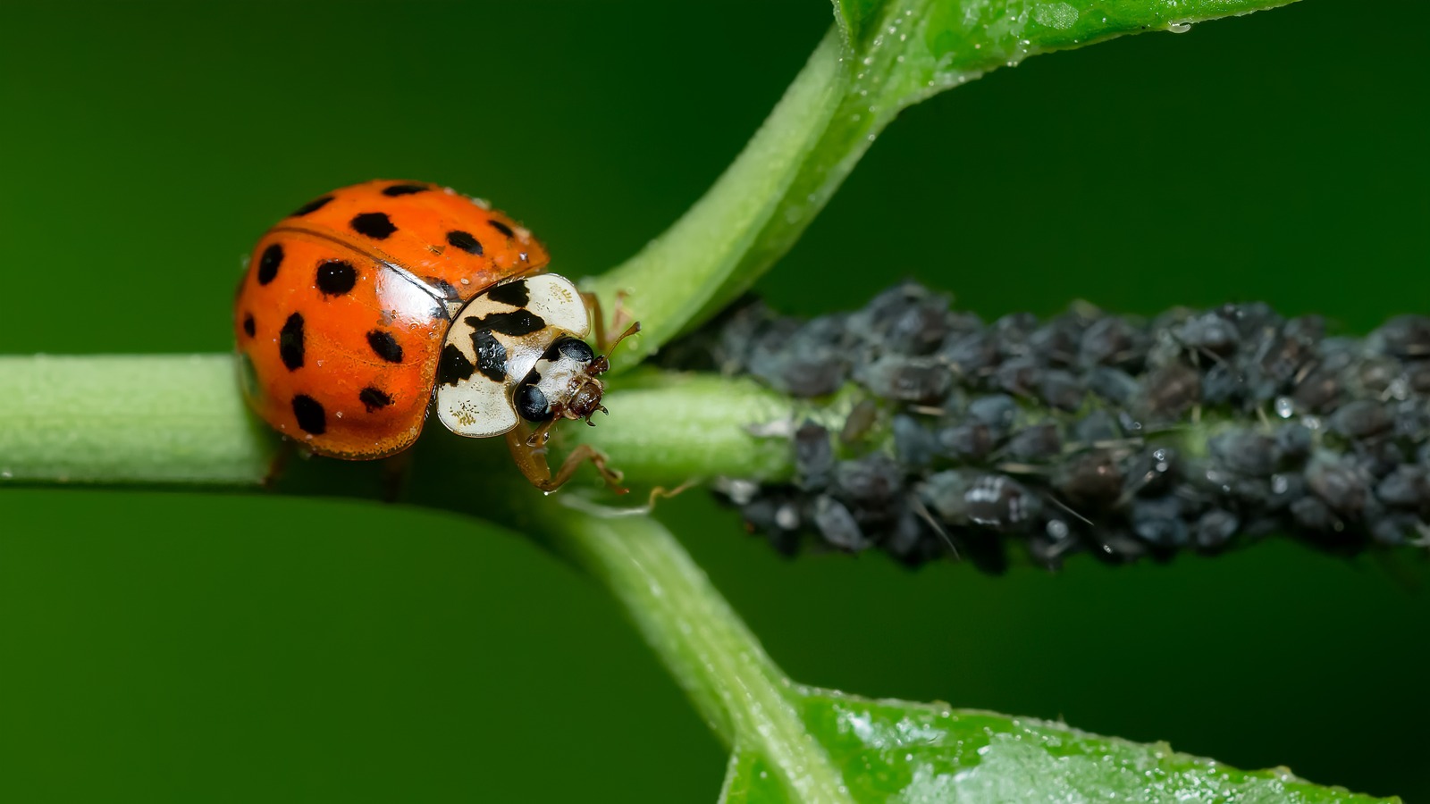 Ladybugs and Your Home: Everything You Need to Know