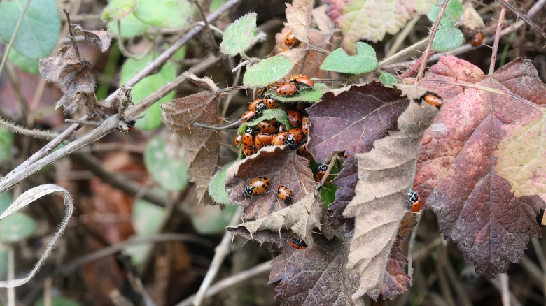 ladybugs on leaves