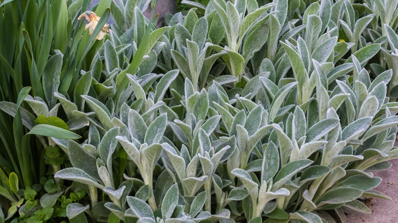 lamb's ear plants