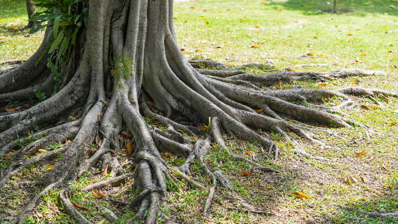 unsightly tree roots in garden