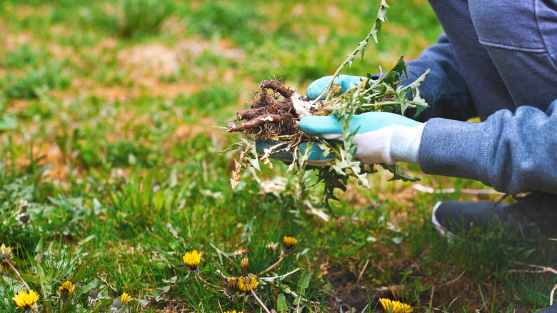 person pulling weeds