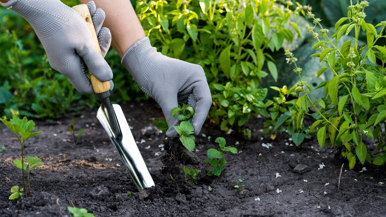 person using a trowel on weeds