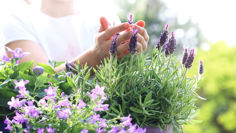 Caring for potted lavender