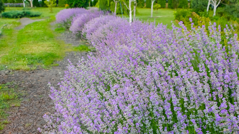 Dome lavender in the garden