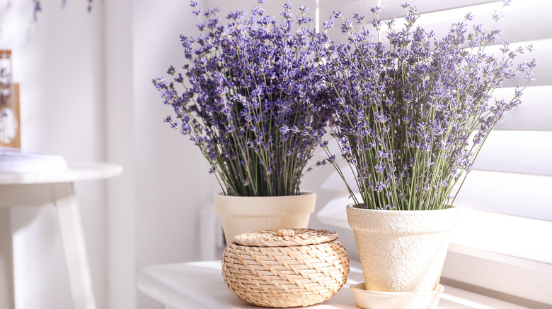 Potted lavender indoors by window