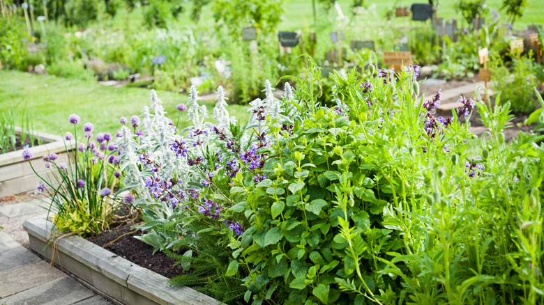 Lavender in the garden close up