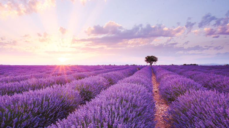 French lavender fields at sunset