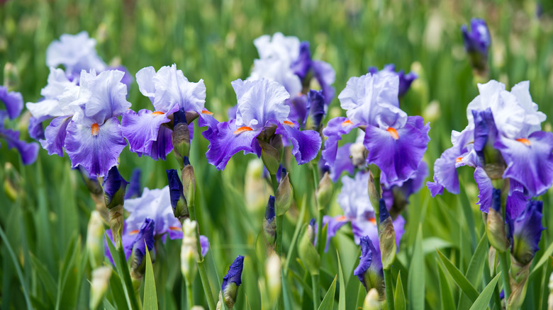 violet bearded iris
