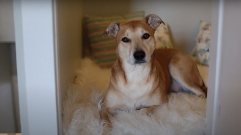 Plush dog room in closet