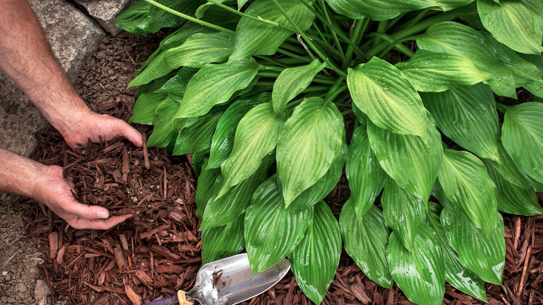 mulch in a garden