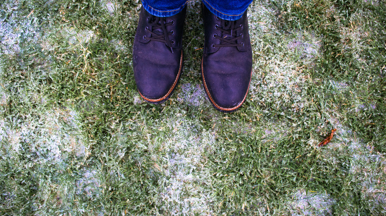 close up on icy grass