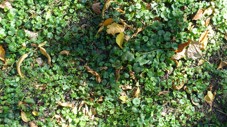 A patch of creeping Charlie takes over a shaded area