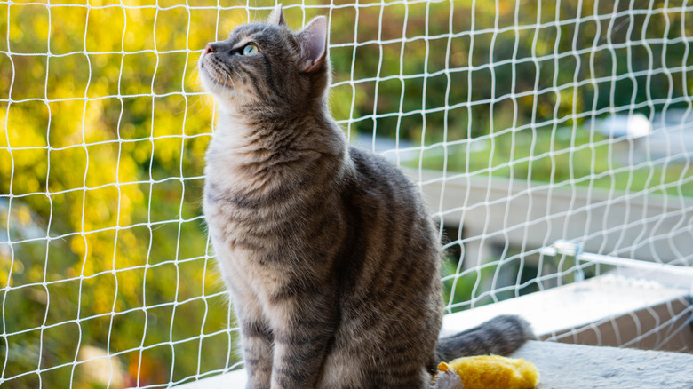 Cat behind mesh fence