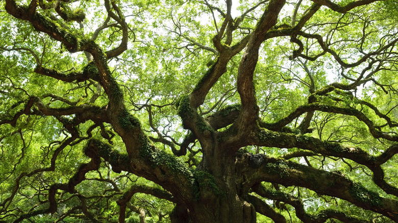 live oak tree from below