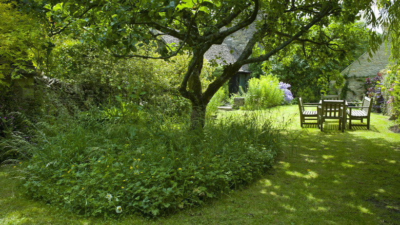 lawn with high grass section