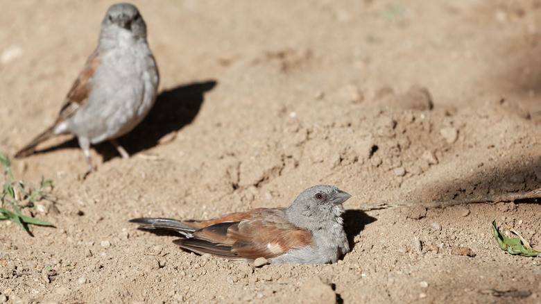 two birds in dust bath