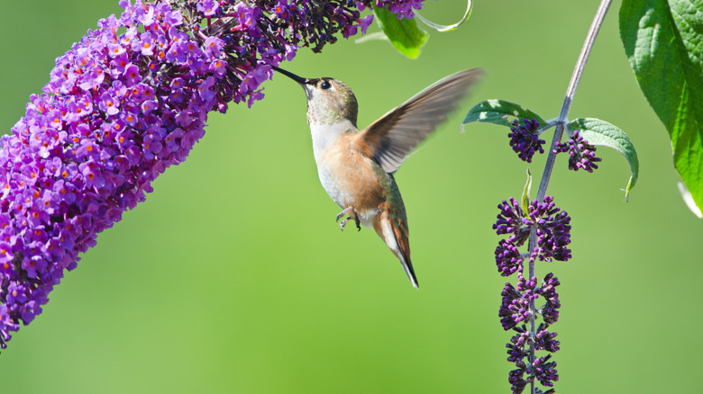 Hummingbird on butterfly bush flower