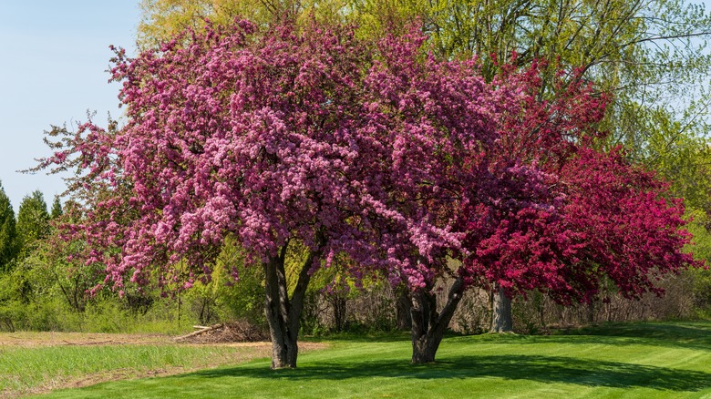 blossoming crabapple tree