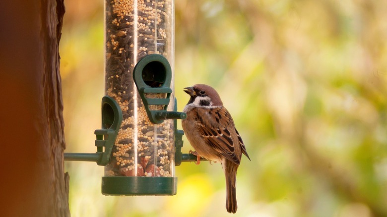 bird on bird feeder