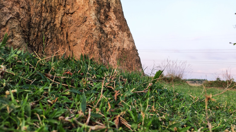 Weeds and grass under a tree trunk.