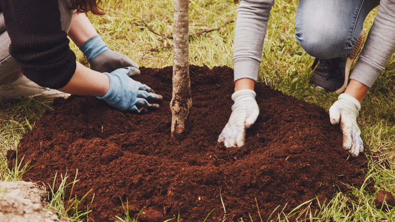 Preparing mulch around a tree in garden.