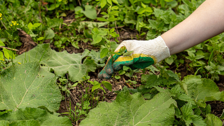 Removing weeds from a home garden.